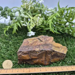 Rough Tiger Eye Specimen | Natural Brown Crystal | Unique Home Decor & Gift